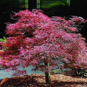 Inaba Shidare Japanese Maple | Lacy Red Foliage - PlantingTree