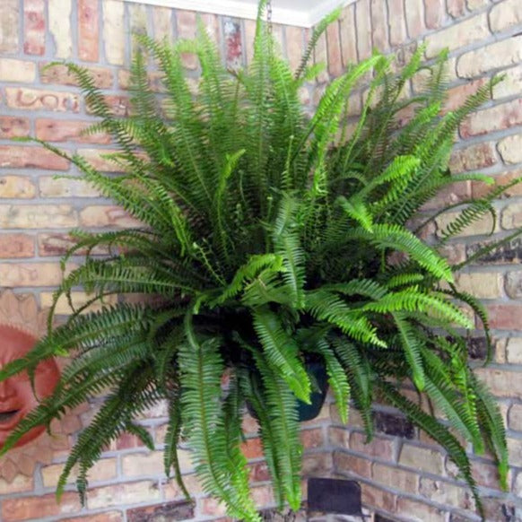 Kimberly Queen Fern | A Touch Of Sophistication - PlantingTree