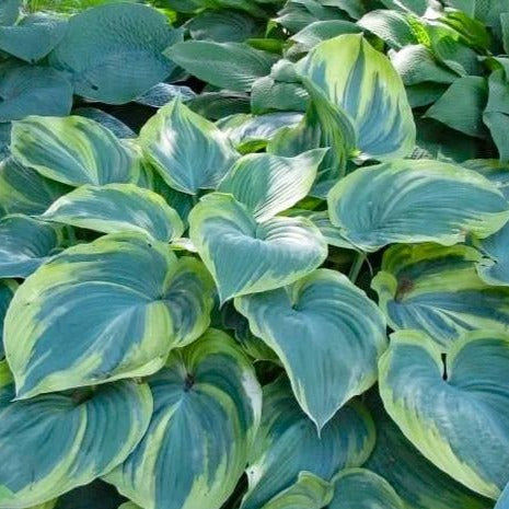 Earth Angel Hosta - PlantingTree