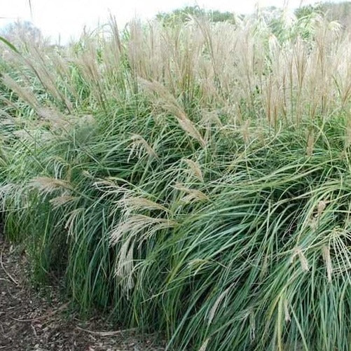 Morning Light Miscanthus Maiden Grass - PlantingTree