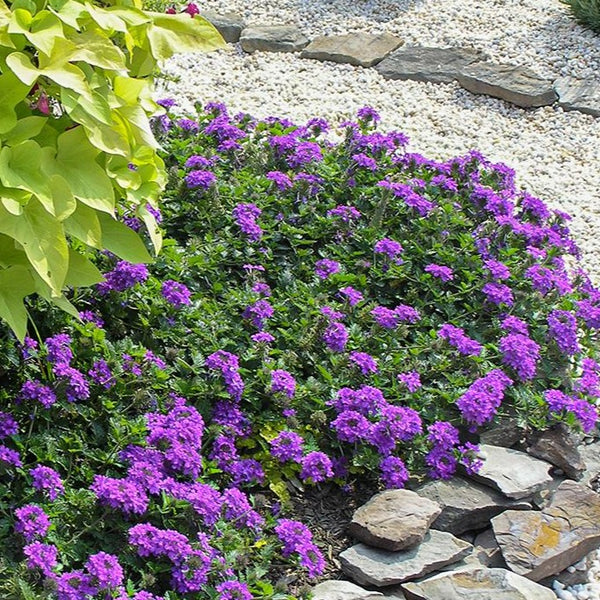 Verbena Homestead Purple - PlantingTree