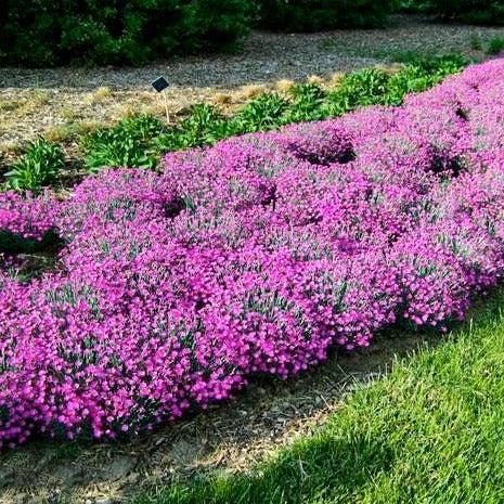 Firewitch Dianthus | Blue Groundcover Pink Blooms - PlantingTree
