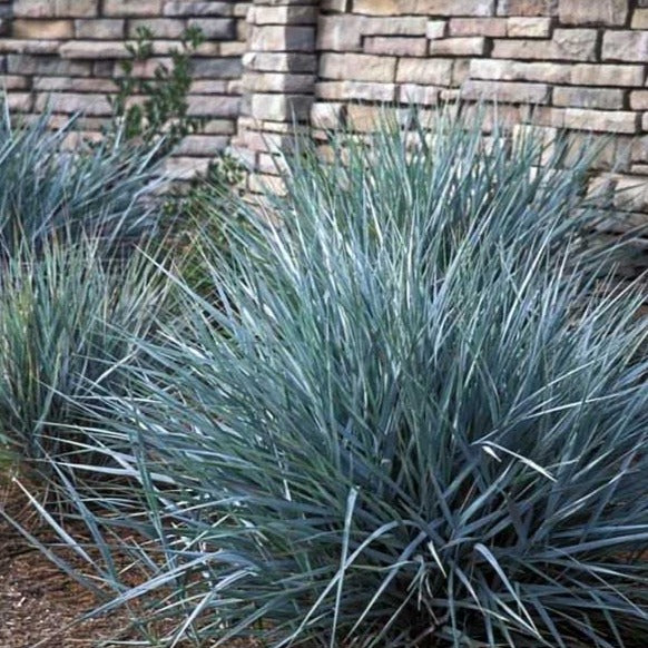 Blue Dune Lyme Grass - PlantingTree