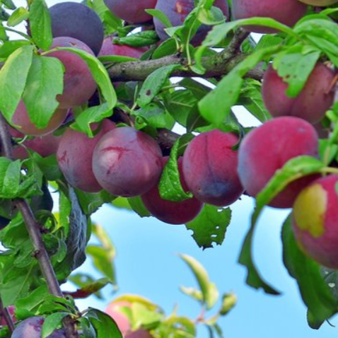 green plum fruit tree