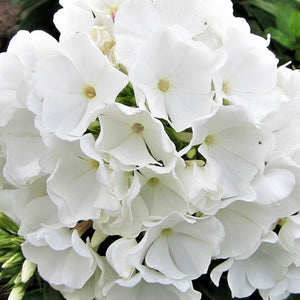 White Flame® Dwarf Garden Phlox - PlantingTree