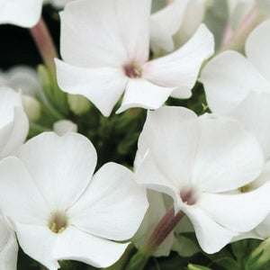 White Flame® Dwarf Garden Phlox - PlantingTree