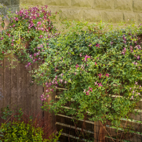 Sweet Summer Love Clematis - PlantingTree