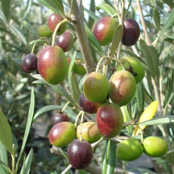 4-5 Year Old (Approx. 3.5-5 Ft) Arbequina Olive Tree