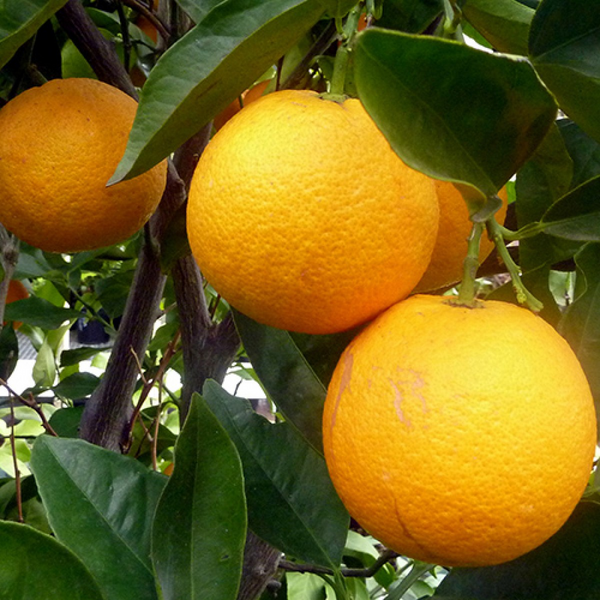orange tree with fruit
