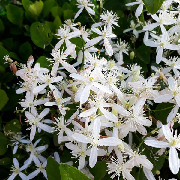 Armandii Snowdrift Clematis Climbing Vine for Sale - PlantingTree