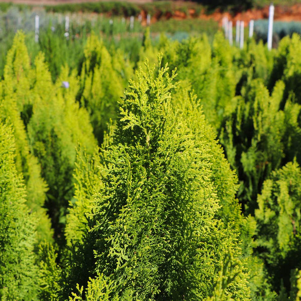 Berckman's Golden Arborvitae – A Unique, Compact Evergreen Tree ...