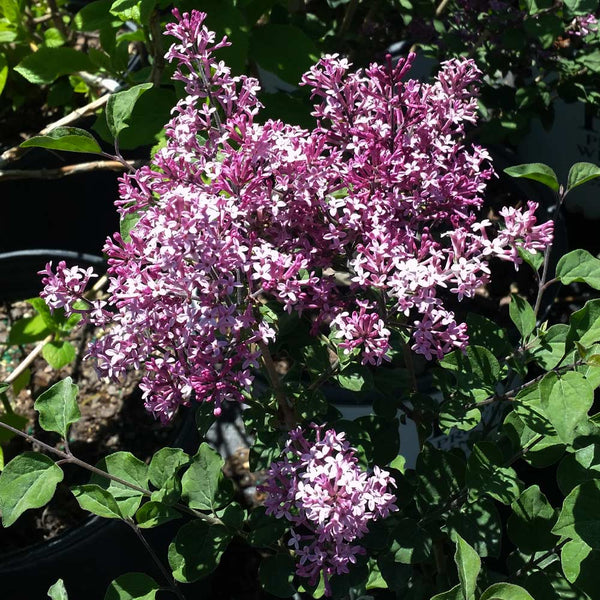 How to Plant and Grow Bloomerang Lilac
