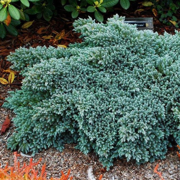 Blue Star Juniper | Blue Star Juniper Shrub - PlantingTree