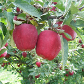 red and green apples tree