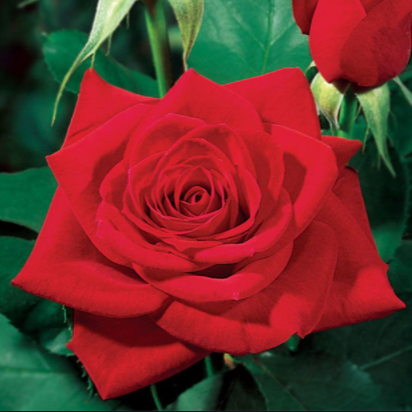 Miss All-American Beauty HT Rose, Jumbo Roses