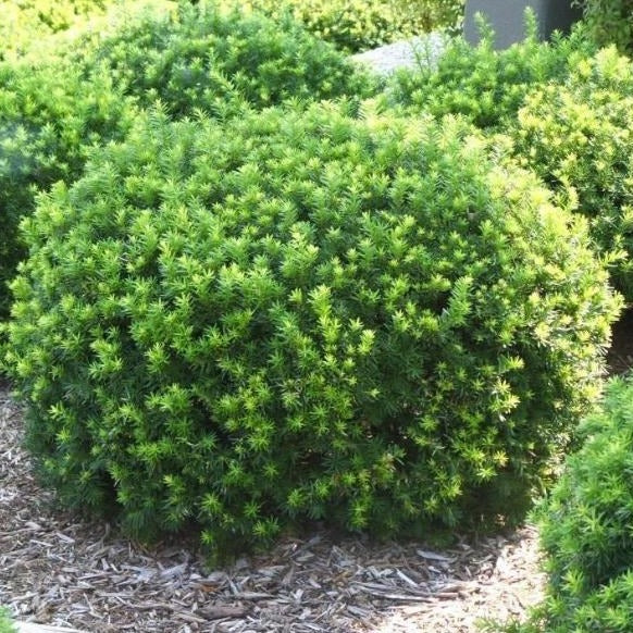 evergreen yew shrubs