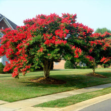 small red flowering tree
