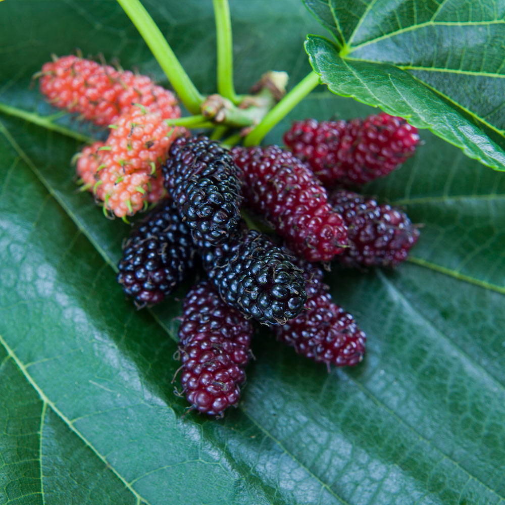 Everbearing Mulberry Tree - Live Plant in a 4 Inch Pot - Edible Fruit Tree  for The Patio and Garden
