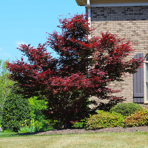 Red Japanese Maple Tree