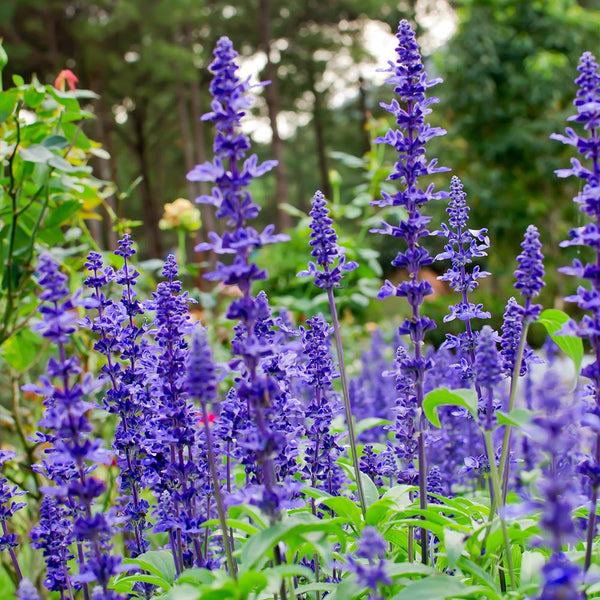 May Night Salvia for Sale – Flowering Perennial - PlantingTree