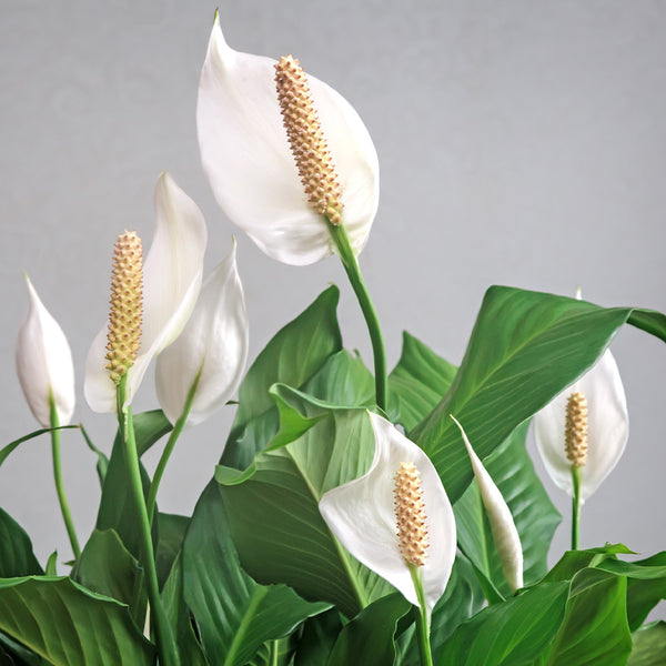 red peace lily plant