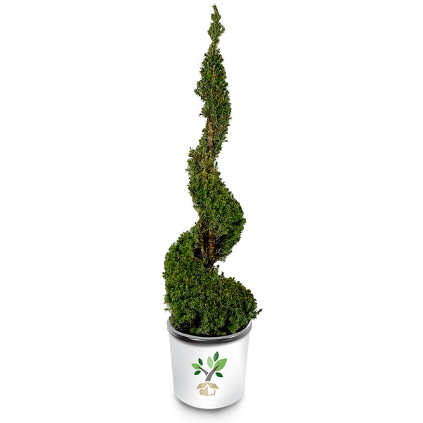 Dwarf Alberta Spruce Spiral Topiary Plantingtree