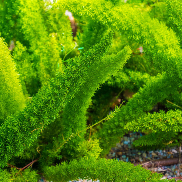 Foxtail Fern, Asparagus densiflorus 'Myers', Quart Plant