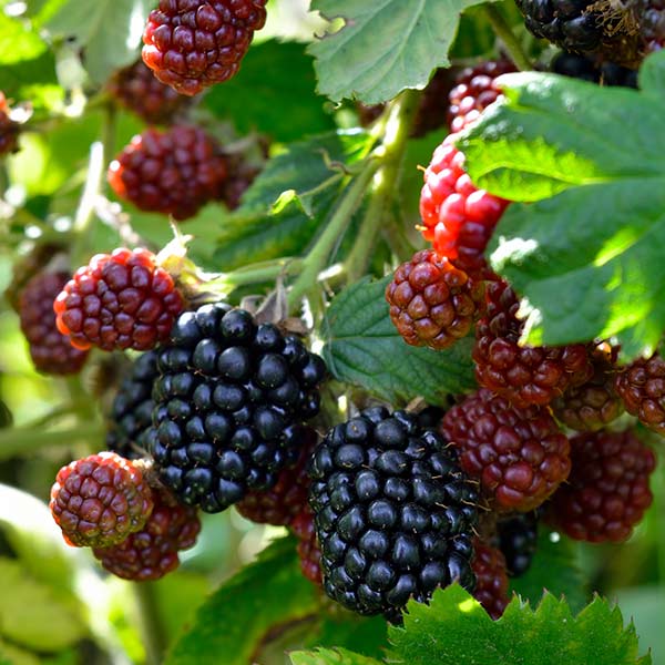 Blackberry Varieties