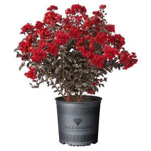 Black Diamond Best Red Crape Myrtle - PlantingTree