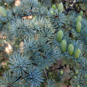 Blue Atlas Cedar - PlantingTree