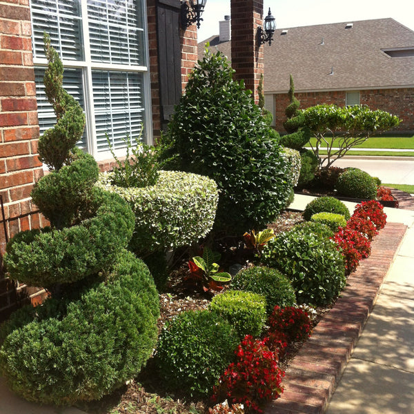 Blue Point Spiral Juniper Tree Topiary Juniper Tree For Sale Plantingtree 4592