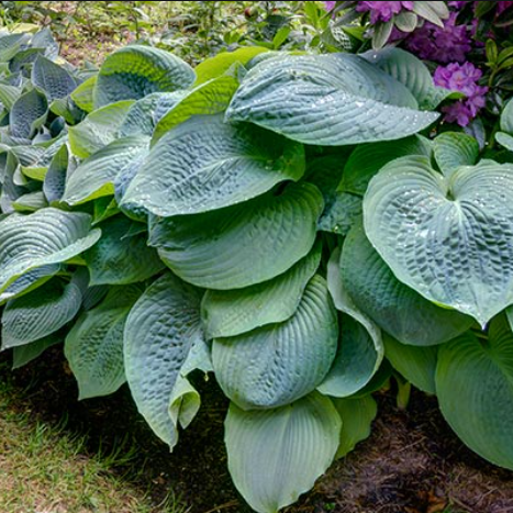 Blue Angel Hosta - PlantingTree