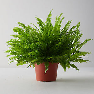 Boston Fern Delivered To Your Doorstep | Plantingtree.Com - 3 Gallon -  Plantingtree