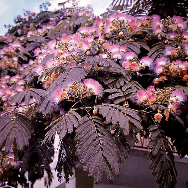 Image of Summer chocolate mimosa tree 2