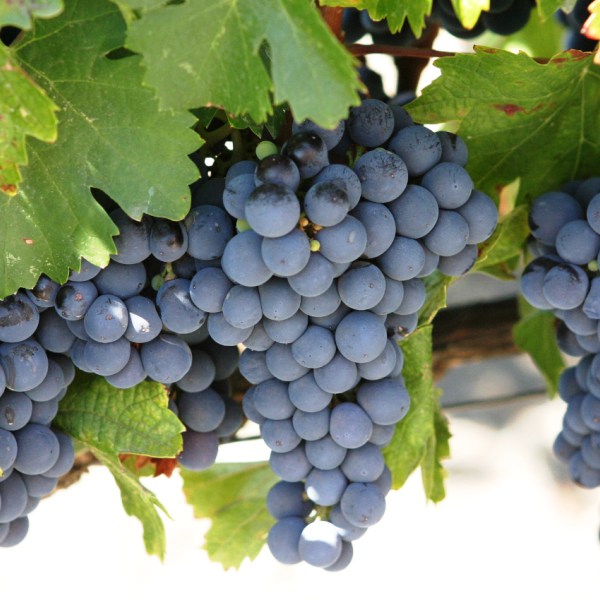 Concord grapes health top benefits