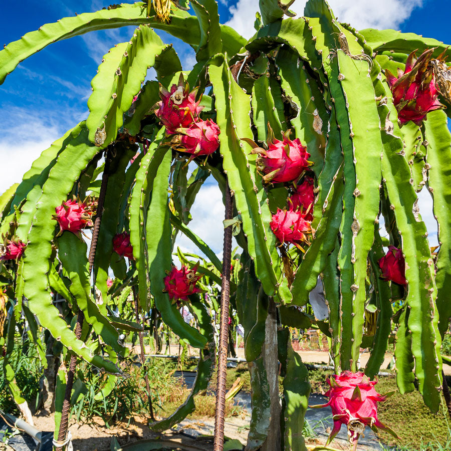 how to grow dragon fruit tree