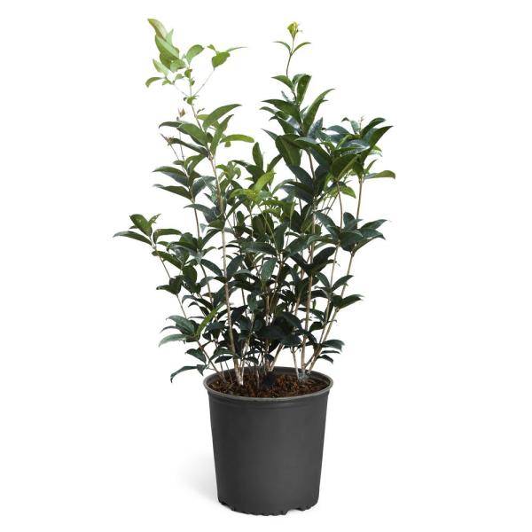 Fragrant Tea Olive  Blooming Evergreen Shrub - PlantingTree