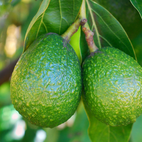 Grow A Hass Avocado Tree At Home – The Most Popular Avocado - PlantingTree