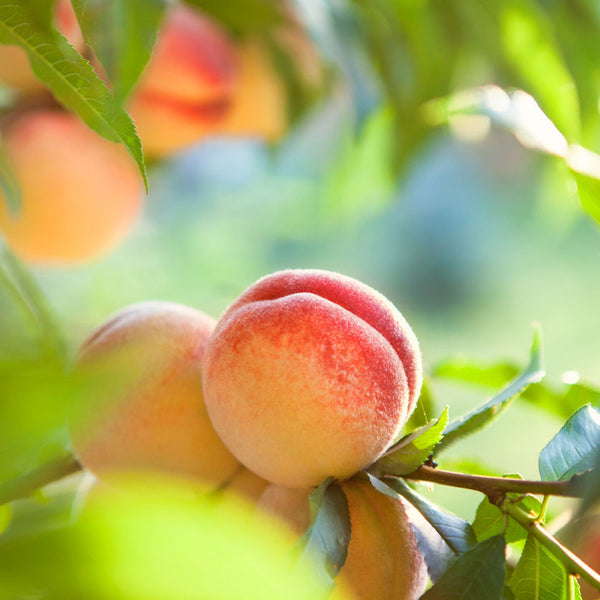 A Guide to Frost-Proof Peach Trees