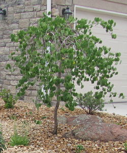 Lavender Twist Weeping Redbud Tree - PlantingTree