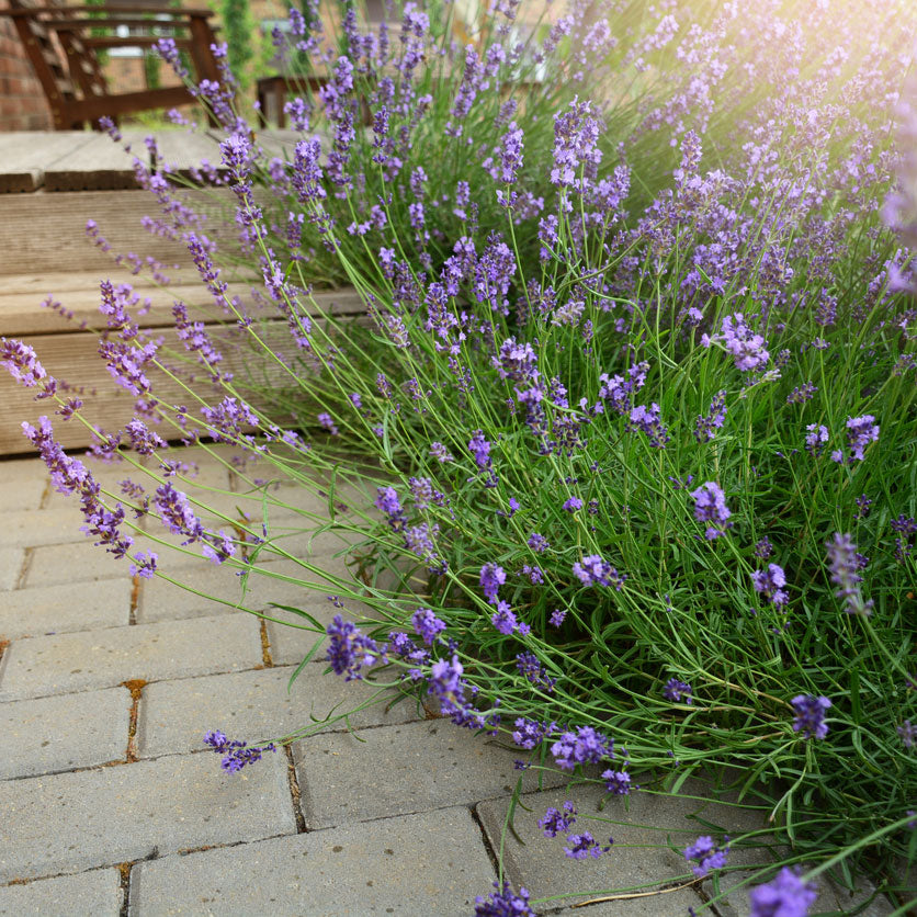 8 Best Lavender Companion Plants + 4 To Skip