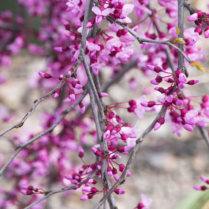 Phenomenal™ Lavender Plant