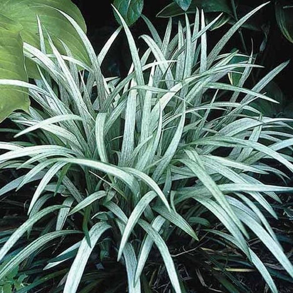 Liriope Muscari Okina | Frosted Monkey Grass | PlantingTree.com ...