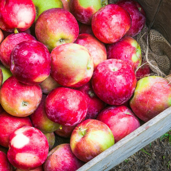 Fresh McIntosh Apple - Shop Apples at H-E-B