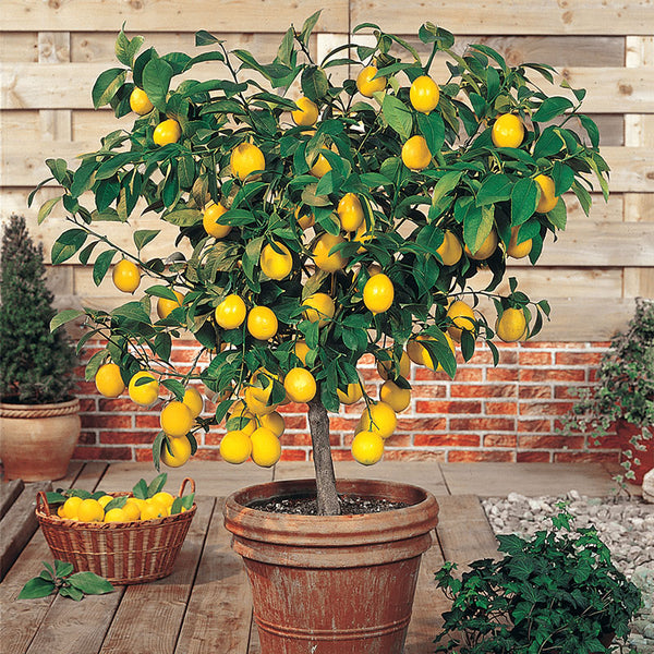 lemon tree flower to fruit