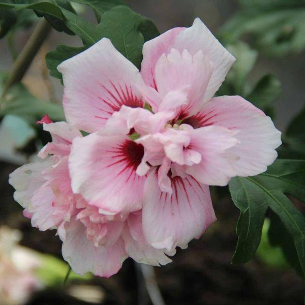 Buy Lady Stanley Althea Double Pink Plants & Trees Online