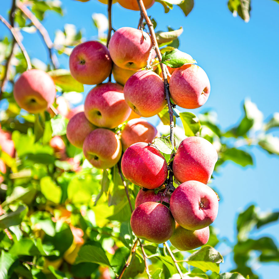 Honeycrisp Apple Tree  Grow Organic Apples At Home - PlantingTree