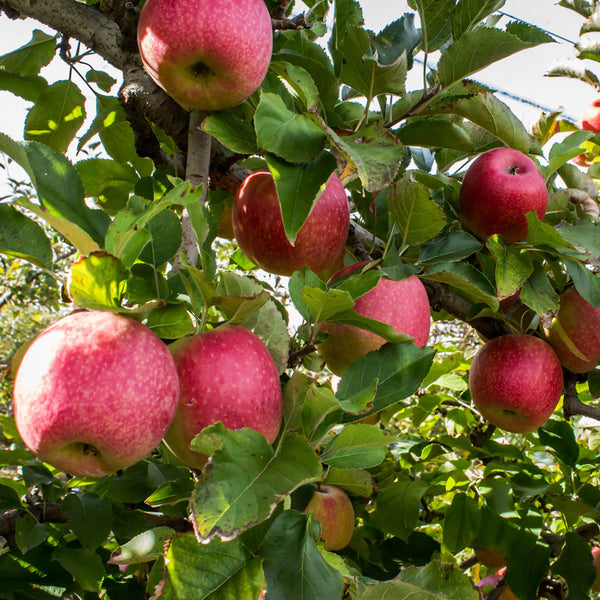 Organic Apples, Pink Lady (1.5 LBS) – His Harvest @ Amazing Love Farm
