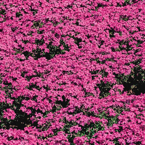 Red Wings Creeping Phlox - PlantingTree