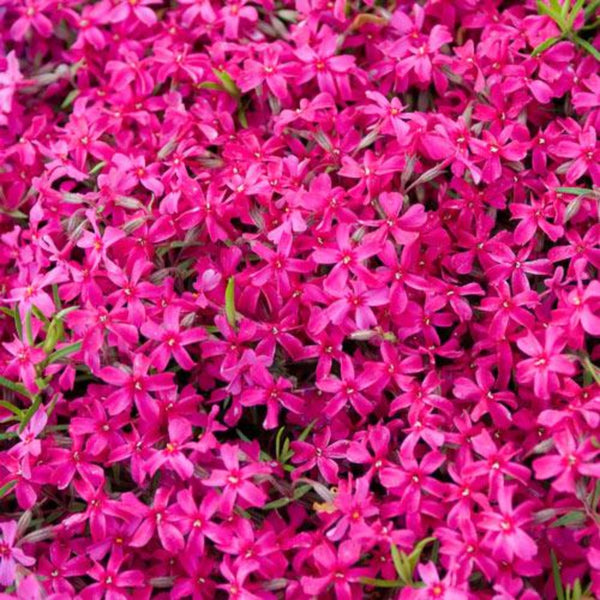 red creeping phlox